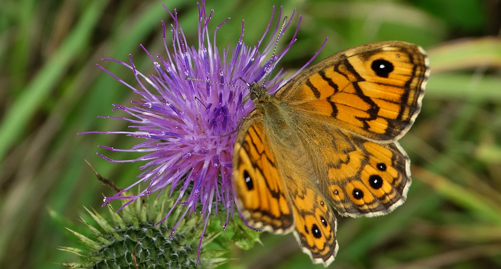 Osadnik megera (Lasiommata megera)