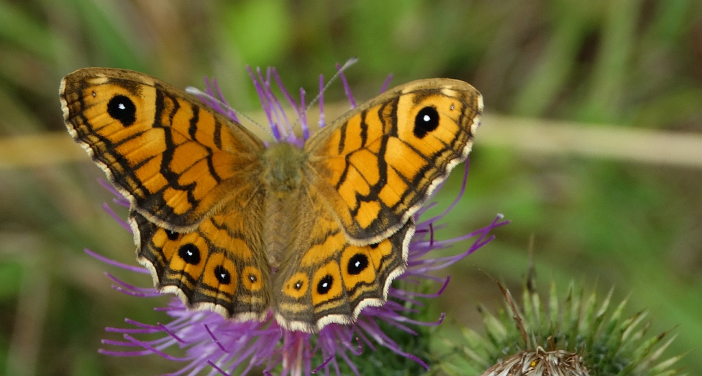 Osadnik megera (Lasiommata megera)