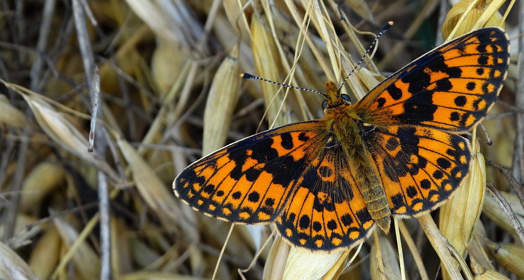 Dostojka selene (Boloria selene)
