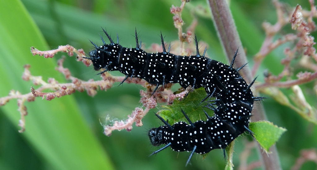 Rusałka pawik (Aglais io)