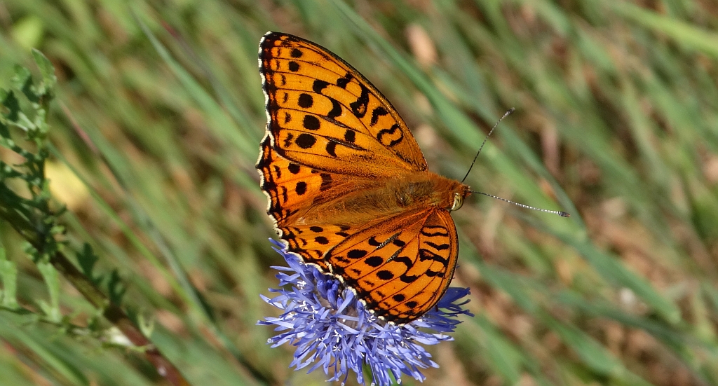 Dostojka adype (Argynnis adippe)