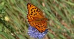 Dostojka adype (Argynnis adippe)