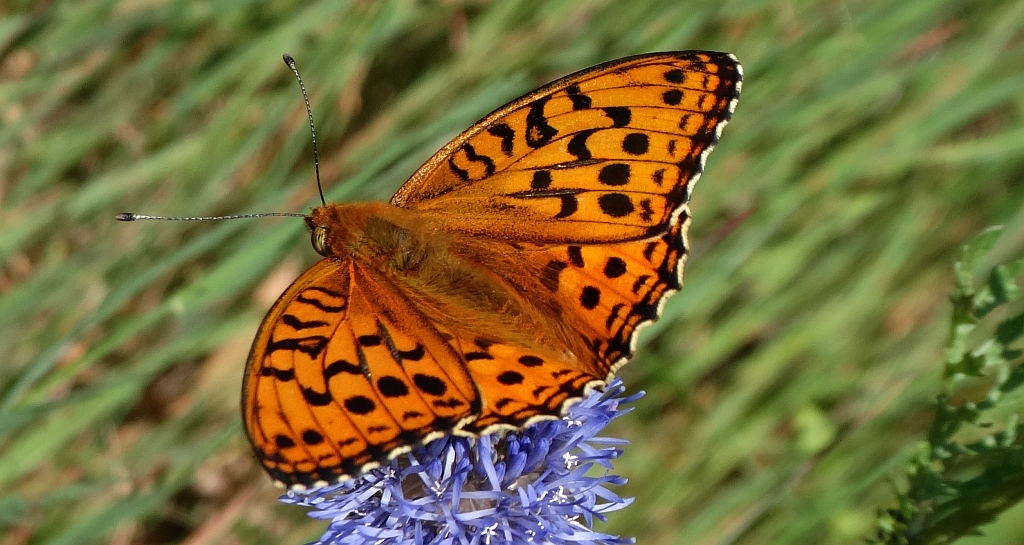 Dostojka adype (Argynnis adippe)