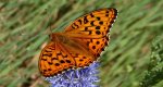 Dostojka adype (Argynnis adippe)