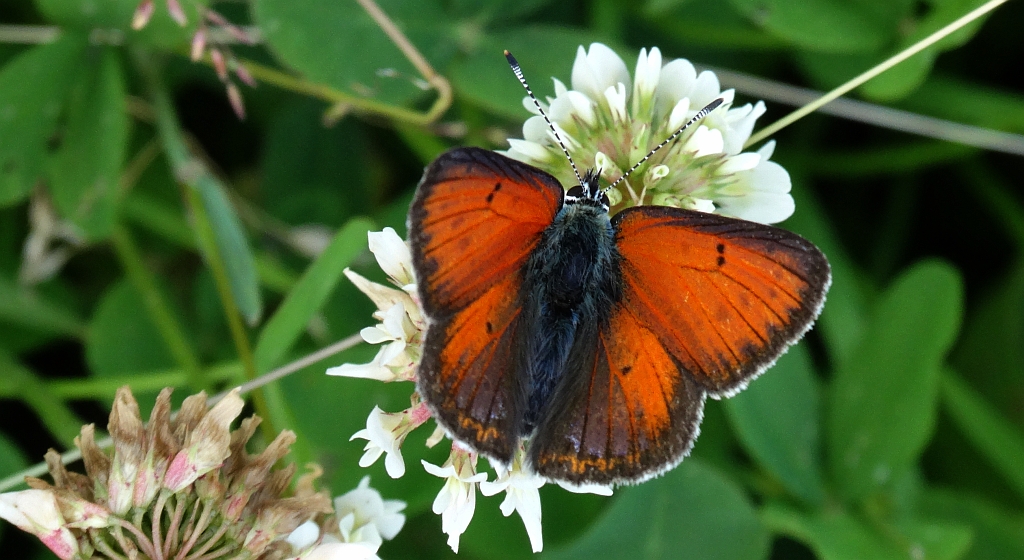 Czerwończyk płomieniec (Lycaena hippothoe)