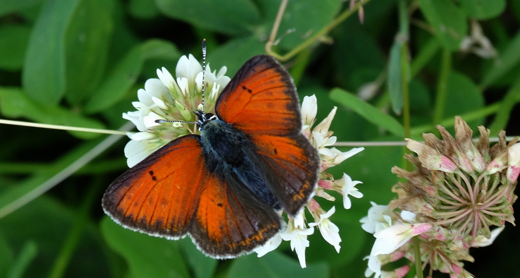 Czerwończyk płomieniec (Lycaena hippothoe)