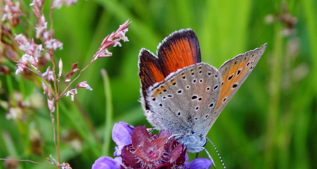 Czerwończyk płomieniec (Lycaena hippothoe)