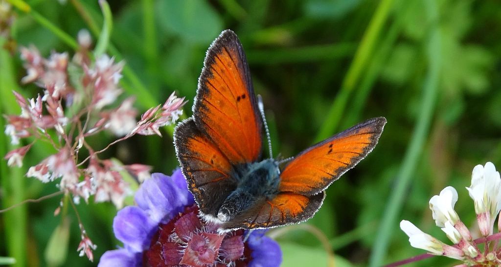 Czerwończyk płomieniec (Lycaena hippothoe)