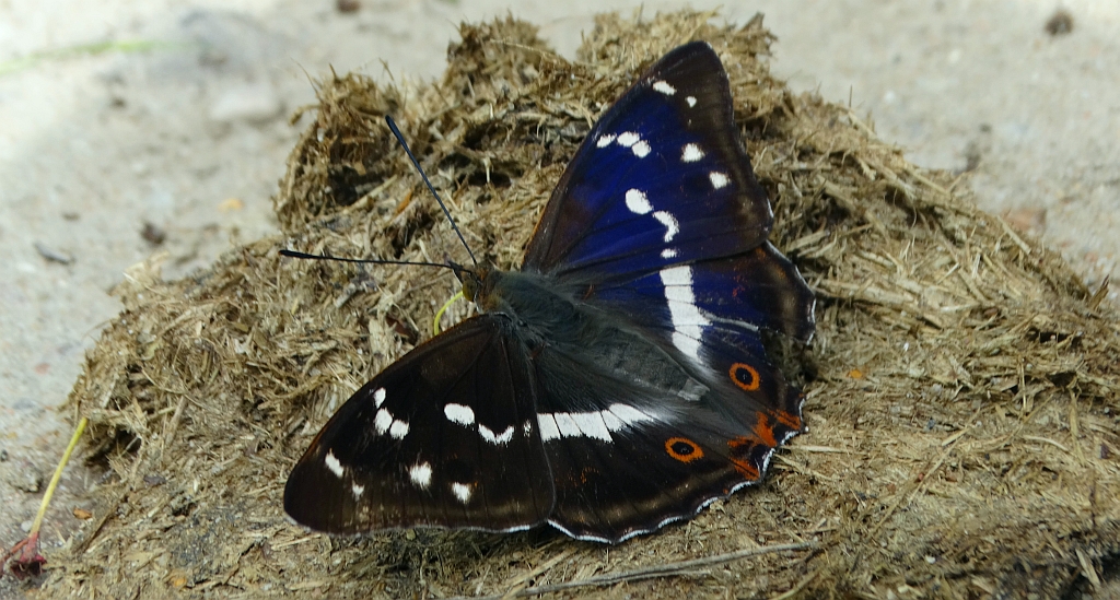 Mieniak tęczowiec (Apatura iris)