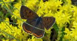 Czerwończyk zamgleniec (Lycaena alciphron)