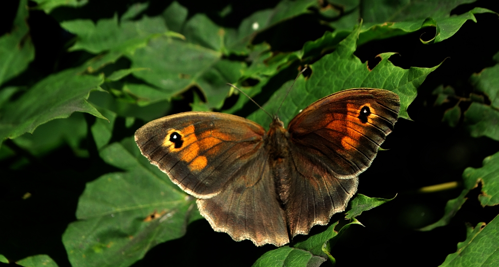 Przestrojnik jurtina (Maniola jurtina)