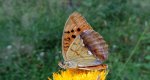 Dostojka laodyce (Argynnis laodice)