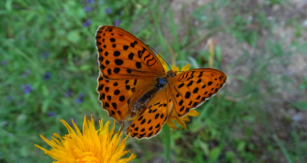 Dostojka laodyce (Argynnis laodice)