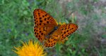 Dostojka laodyce (Argynnis laodice)