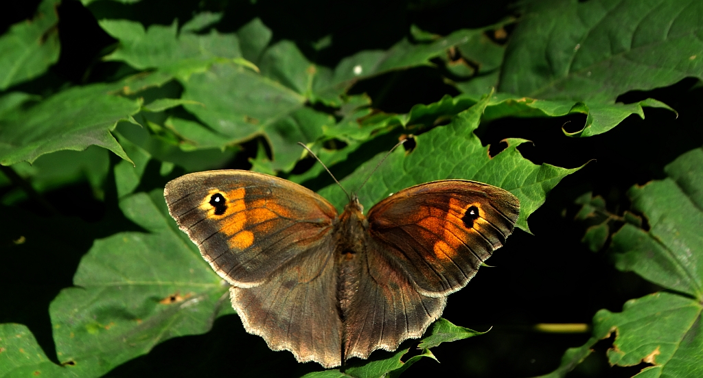 Przestrojnik jurtina (Maniola jurtina)