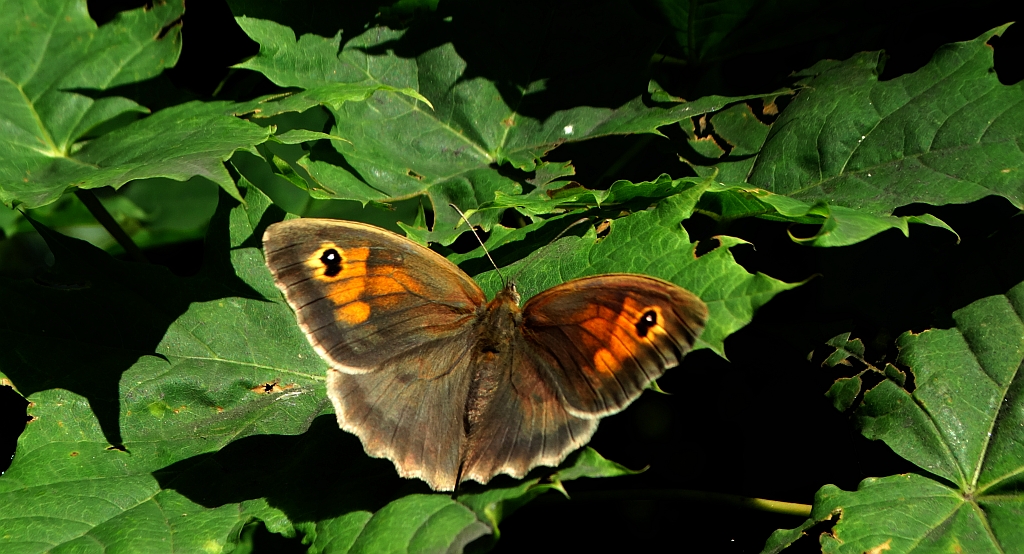 Przestrojnik jurtina (Maniola jurtina)