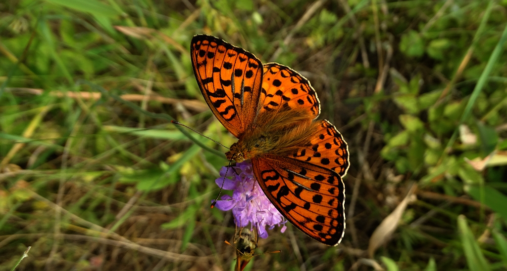Dostojka adype, perłowiec adype (Argynnis adippe)