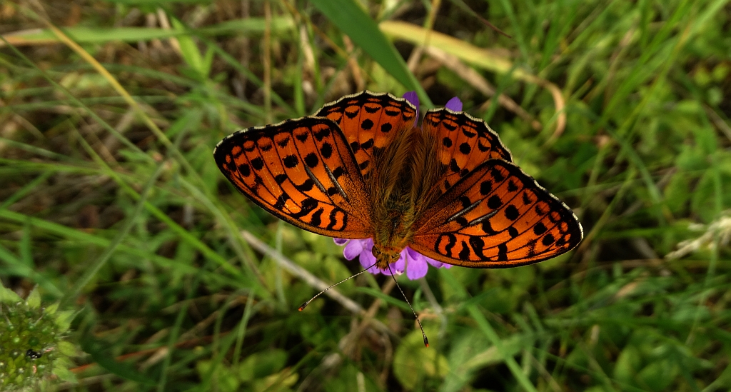 Dostojka adype, perłowiec adype (Argynnis adippe)
