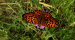 Dostojka adype, perłowiec adype (Argynnis adippe)