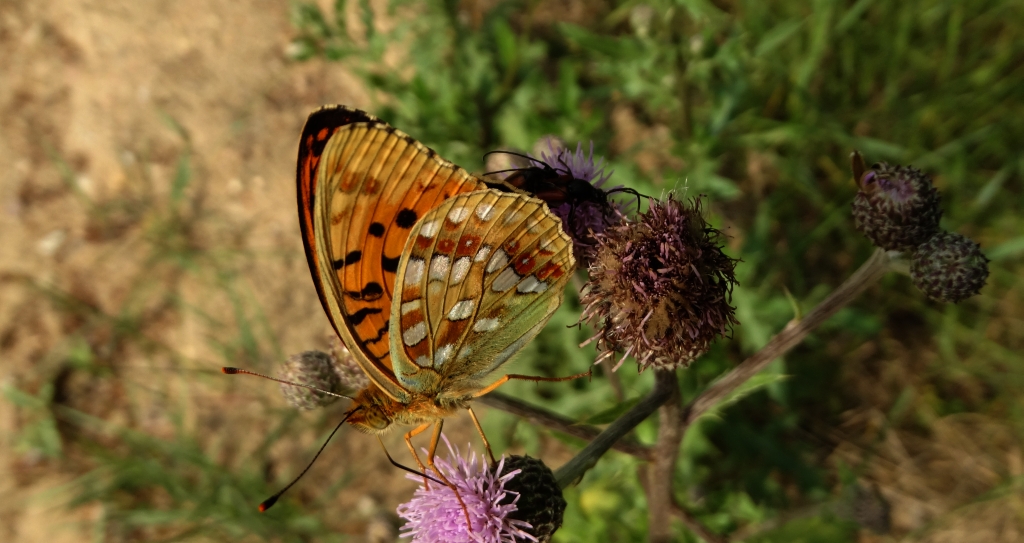 Dostojka adype, perłowiec adype (Argynnis adippe)
