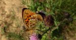 Dostojka adype, perłowiec adype (Argynnis adippe)