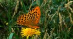 Perłowiec malinowiec, dostojka malinowiec (Argynnis paphia)