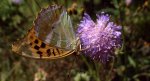 Perłowiec malinowiec, dostojka malinowiec (Argynnis paphia)