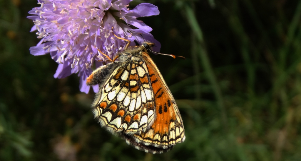 Przeplatka diamina (Melitaea diamina)