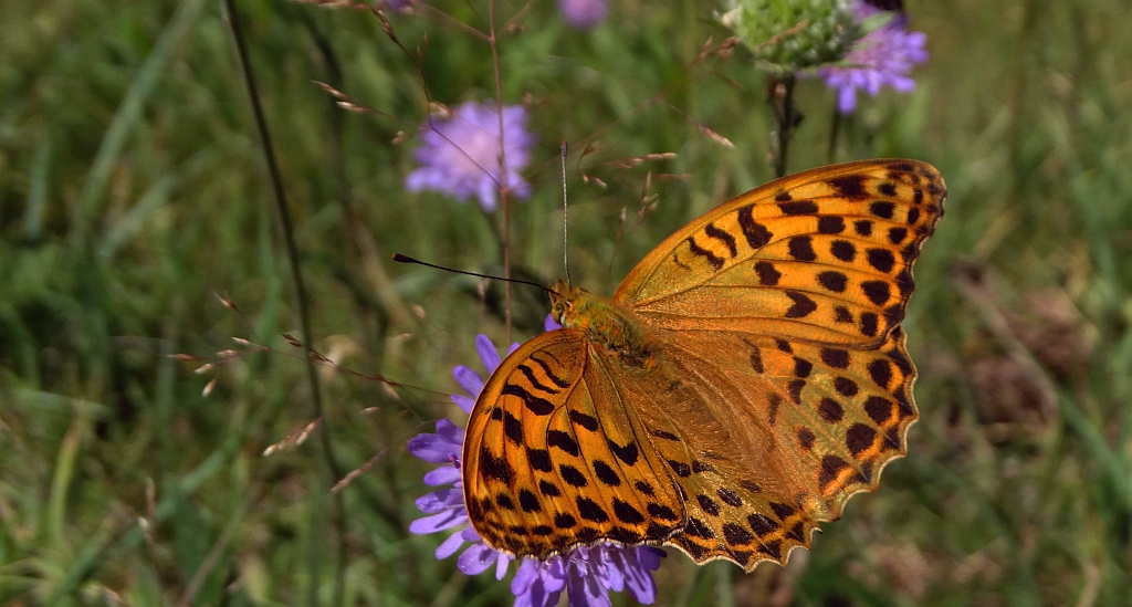 Perłowiec malinowiec, dostojka malinowiec (Argynnis paphia)