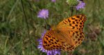 Perłowiec malinowiec, dostojka malinowiec (Argynnis paphia)