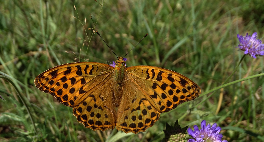 Perłowiec malinowiec, dostojka malinowiec (Argynnis paphia)