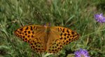 Perłowiec malinowiec, dostojka malinowiec (Argynnis paphia)