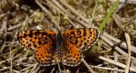 Przeplatka didyma (Melitaea didyma)