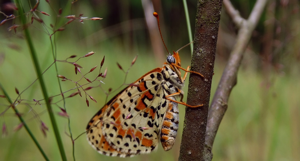 Przeplatka didyma (Melitaea didyma)