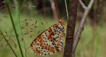 Przeplatka didyma (Melitaea didyma)