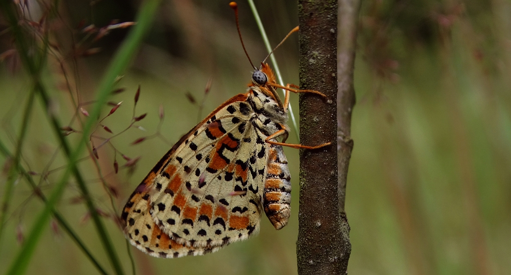 Przeplatka didyma (Melitaea didyma)