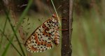 Przeplatka didyma (Melitaea didyma)