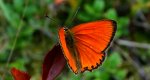 Czerwończyk dukacik (Lycaena virgaureae)