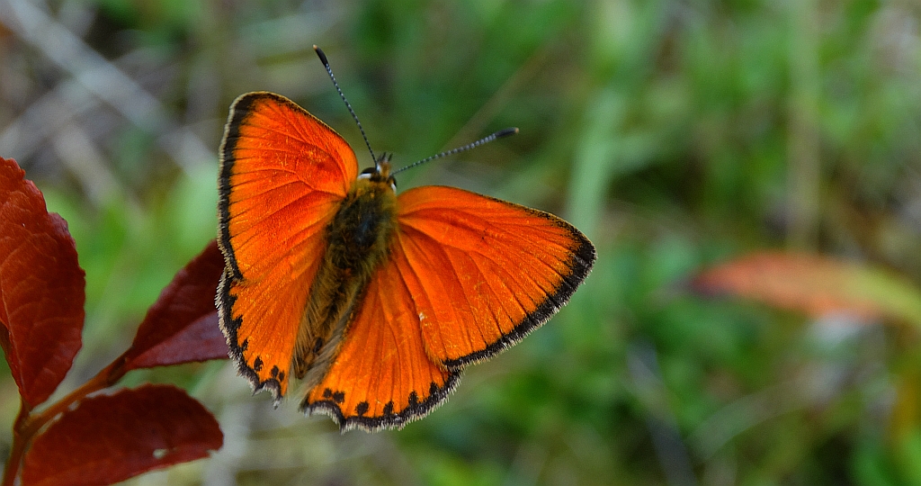 Czerwończyk dukacik (Lycaena virgaureae)