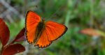 Czerwończyk dukacik (Lycaena virgaureae)