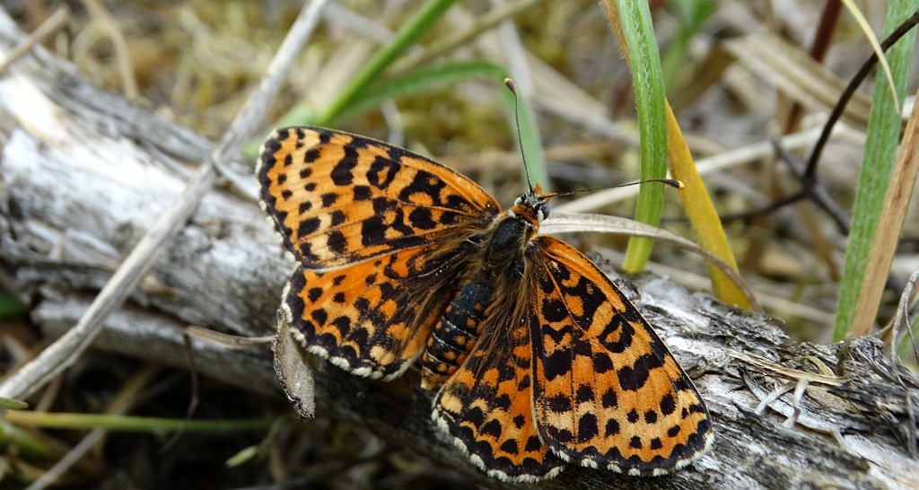 Przeplatka didyma (Melitaea didyma)
