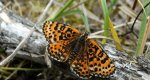 Przeplatka didyma (Melitaea didyma)