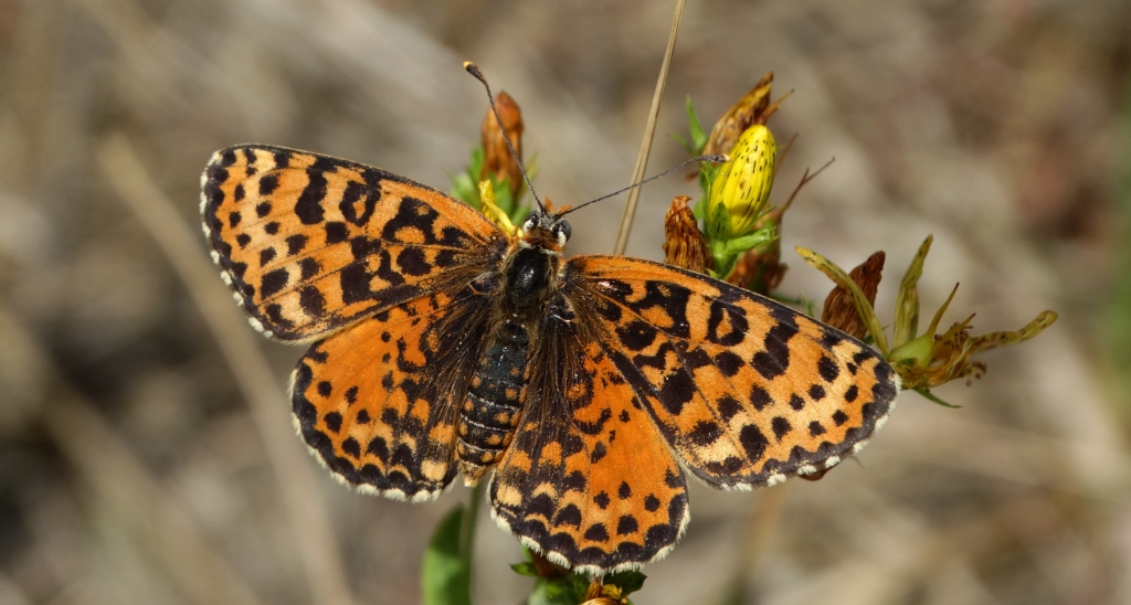 Przeplatka didyma (Melitaea didyma)
