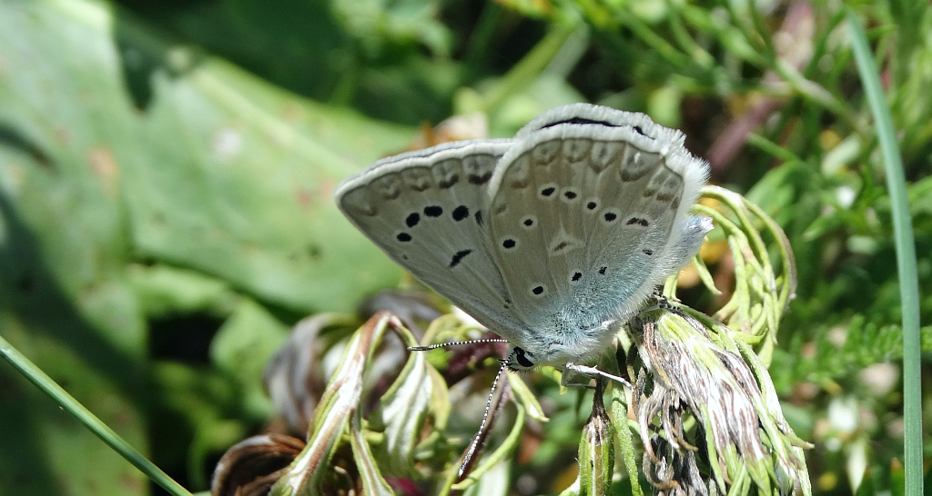 Modraszek dafnid (Polyommatus daphnis)
