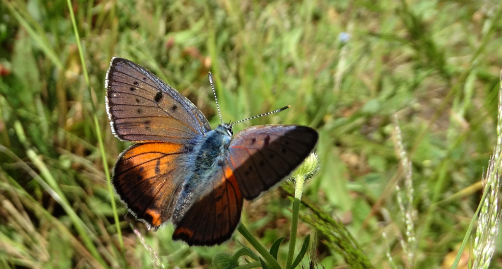 Czerwończyk zamgleniec (Lycaena alciphron)