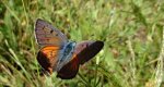 Czerwończyk zamgleniec (Lycaena alciphron)