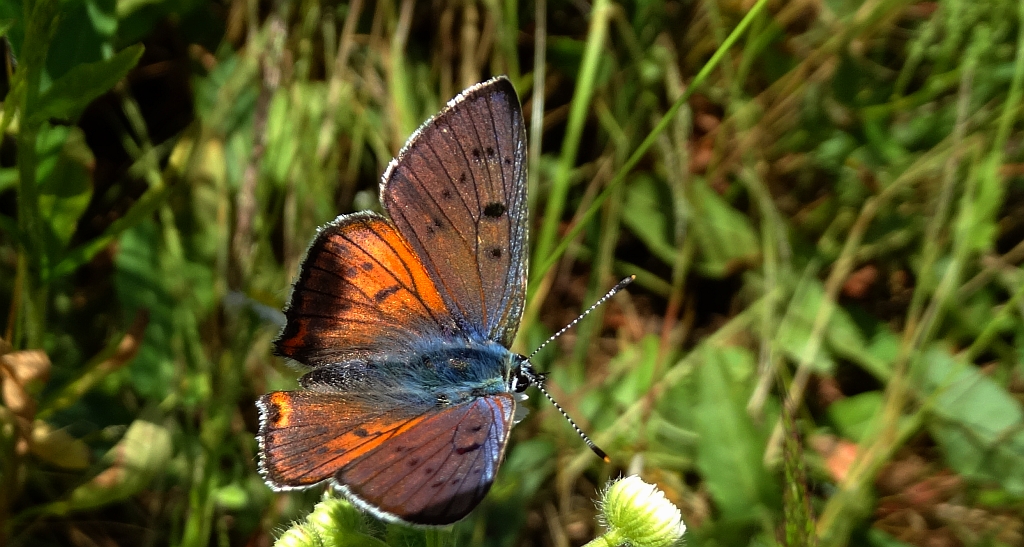 Czerwończyk zamgleniec (Lycaena alciphron)