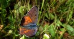 Czerwończyk zamgleniec (Lycaena alciphron)