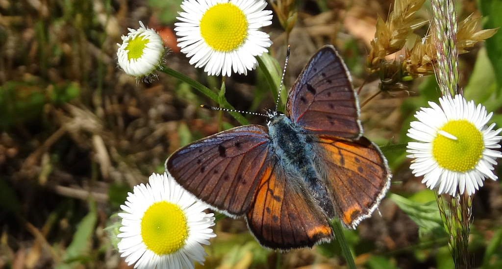 Czerwończyk zamgleniec (Lycaena alciphron)