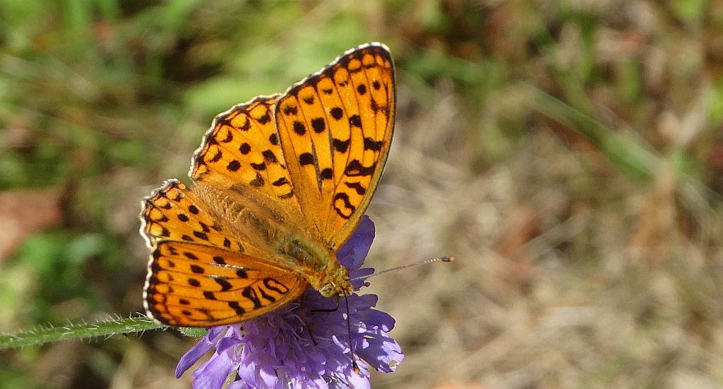 Dostojka adype (Argynnis adippe)